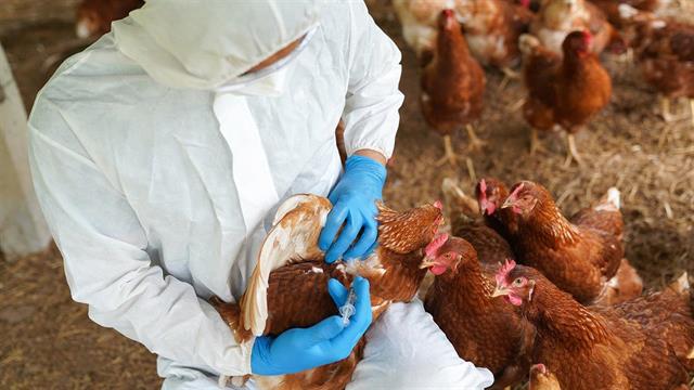 Συναγερμός για τη γρίπη των πτηνών, προληπτικοί έλεγχοι- Κρούσμα στη Βουλγαρία