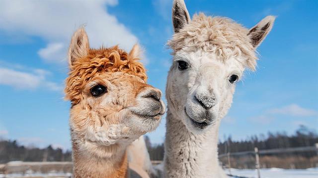 Αεροδρόμιο στο Όρεγκον προσπαθεί να μειώσει το άγχος της πτήσης μέσω θεραπείας με λάμα