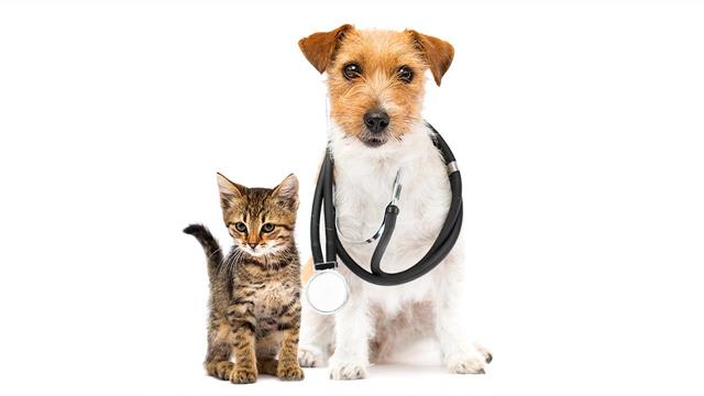 Η τεχνητή νοημοσύνη εντοπίζει καρδιακά προβλήματα σε σκύλους [μελέτη]