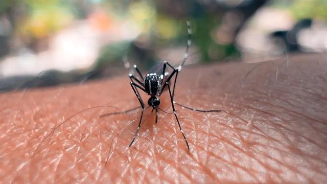 Yψηλά επίπεδα αντισωμάτων μετά από τρία χρόνια στο εμβόλιο της Valneva  κατά του ιού chikungunya