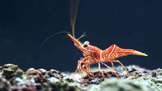 Με εξαφάνιση απειλείται ένα στα τέσσερα είδη που ζουν στο γλυκό νερό