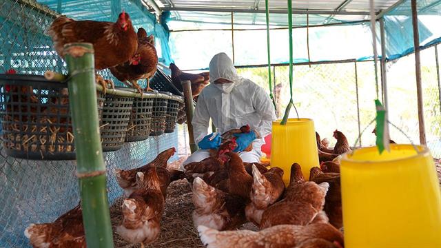 Υπουργείο Υγείας για γρίπη των πτηνών: Κίνδυνος από στελέχη του ιού με πανδημικό δυναμικό
