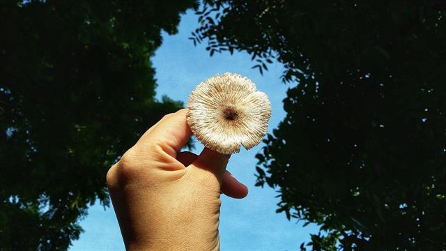 Προειδοποίηση για προϊόντα που περιέχουν τοξίνες μανιταριών