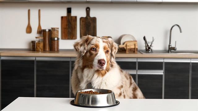 Διατροφή για σκύλους: Τι δείχνει ανάλυση Αυστριακών επιστημόνων σε 12 σνακ
