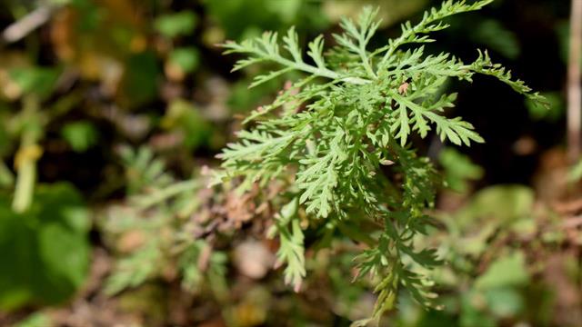 Εντοπίστηκε φυτό που θα μπορούσε να βοηθά στην αντιμετώπιση του καρκίνου στο παχύ έντερο [μελέτη]