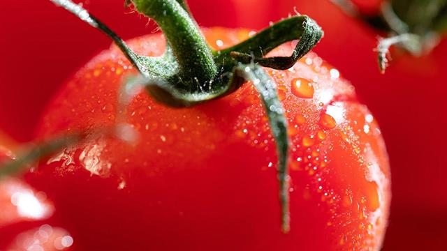 Το λυκοπένιο της ντομάτας βελτίωσε συμπτώματα κατάθλιψης σε πειραματόζωα