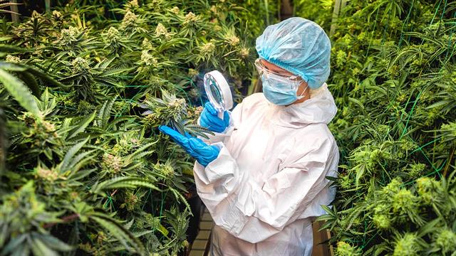 Πώς τα κανναβιδοειδή βοηθούν στην εξοικονόμηση φαρμάκων