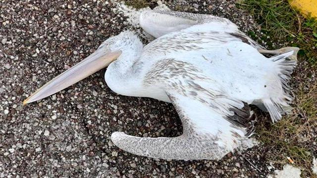 Γρίπη πτηνών σε αργυροπελεκάνους στη Φλώρινα-Μέτρα βιοασφάλειας