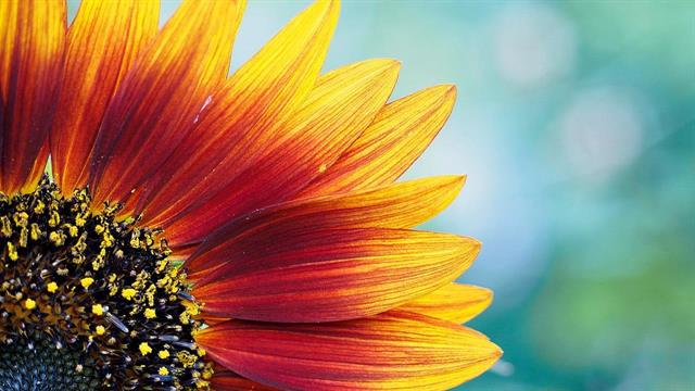 Αυλαία για την ατομική έκθεση φωτογραφίας της Δέσποινας Κατσώχη ΑνθίΖω