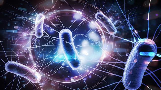 Ανακαλύφθηκε νέο μέρος του ανοσοποιητικού συστήματος- Πιθανή πηγή φυσικών αντιβιοτικών