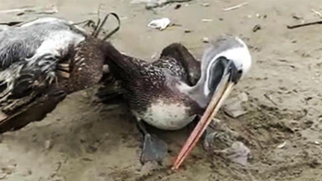 Γρίπη πτηνών σε αργυροπελεκάνο στη λίμνη Κερκίνη - Μέτρα βιοασφάλειας