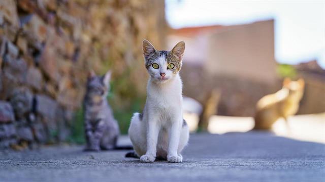 Γρίπη πτηνών σε γάτες στο Βέλγιο - Ο κίνδυνος μετάδοσης σε ανθρώπους