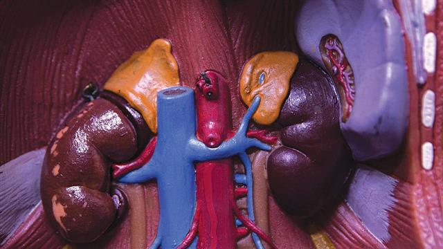 Σύγχρονη χειρουργική επινεφριδίου: Παρουσίαση νέας μεθόδου ελάχιστα επεμβατικής οπισθοπεριτοναϊκής τεχνικής