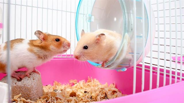 Οι ποντικοί βοηθούν αναίσθητους ποντικούς !