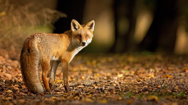 Ξεκινά η εαρινή εμβολιαστική εκστρατεία κατά της λύσσας
