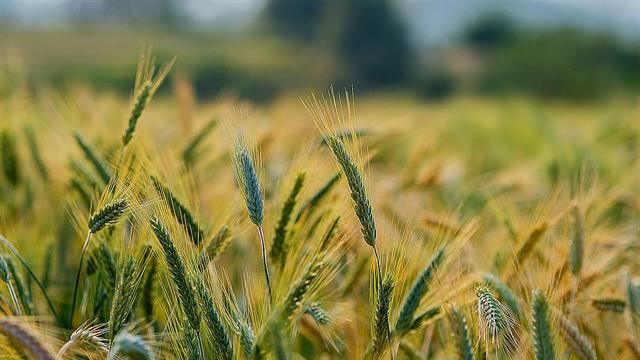 Ποιο γονίδιο προκαλεί κυτταρικό θάνατο στο κριθάρι