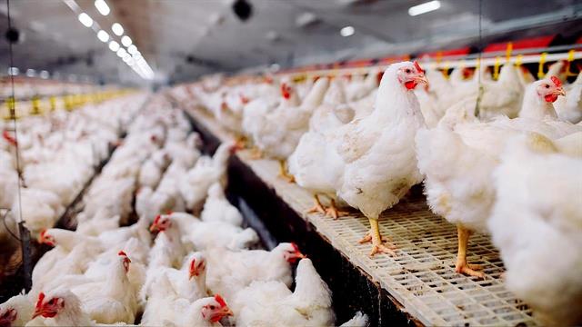 ΟΗΕ: Η γρίπη των πτηνών εξαπλώνεται σε άνευ προηγουμένου κλίμακα