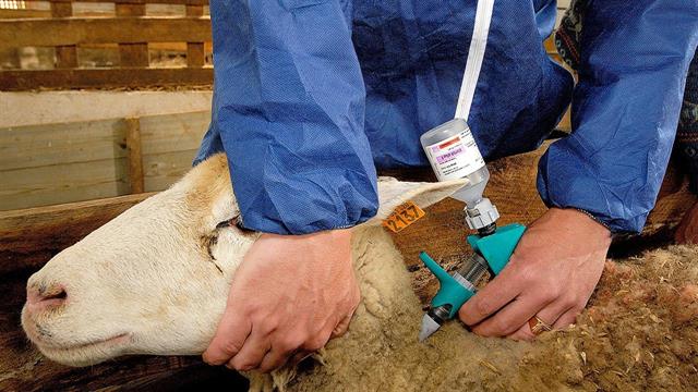 Ηνωμένο Βασίλειο: Πρώτο κρούσμα γρίπης των πτηνών σε πρόβατο