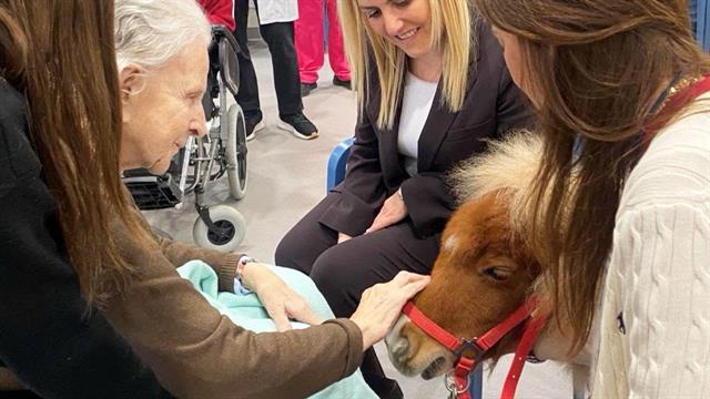 Ζωοθεραπεία με mini horses σε κοινωνικές δομές της Κεντρικής Μακεδονίας
