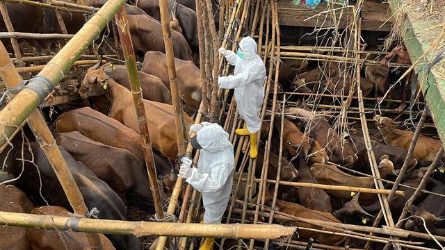 Αφθώδης πυρετός: Βοήθεια από την Αυστρία στην Σλοβακία