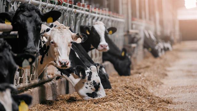 Αντιβιοτικά για ζώα το 98% των πωλήσεων κτηνιατρικών φαρμάκων στην ΕΕ - Τι συμβαίνει στην Ελλάδα