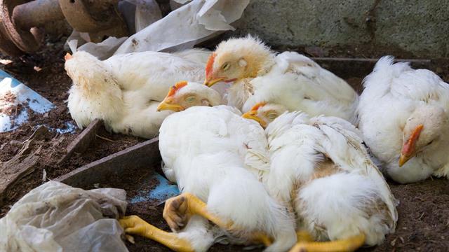 Μεξικό: Πρώτος θάνατος από γρίπη των πτηνών