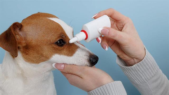 Νέες οφθαλμικές σταγόνες για σκύλους θα βελτιώνουν την καταπολέμηση λοιμώξεων