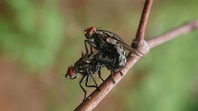 Ο ρόλος του αλκοόλ στο ζευγάρωμα της μύγας