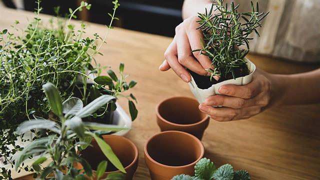Πώς να ξεκινήσεις να καλλιεργείς μυρωδικά στο σπίτι