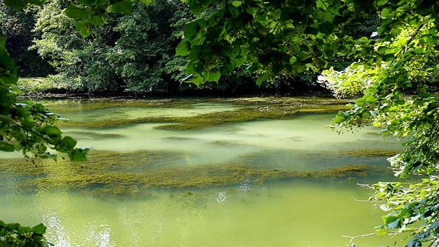 Πώς τα μονοκύτταρα φύκια γίνονται ρομπότ