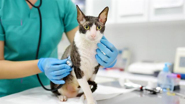 Γρίπη πτηνών: Στο  90%  η θνησιμότητα στις γάτες που έχουν μολυνθεί