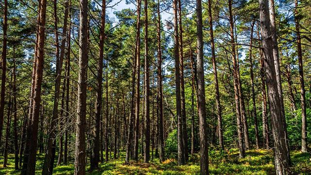 20 λεπτά παραμονής στο δάσος μειώνουν το στρες [μελέτη]
