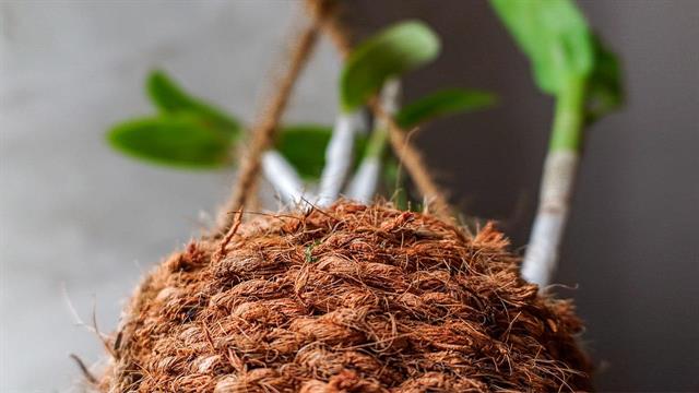 Οι φυτικές ίνες διατηρούν νεανικά τα αιμοφόρα αγγεία [μελέτη]