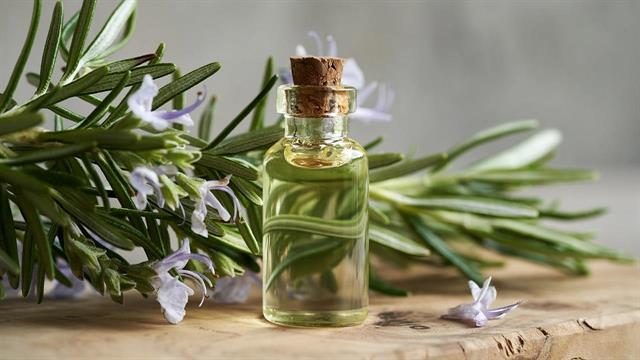 Αιθέριο έλαιο από δενδρολίβανο: Ποιες είναι οι χρήσεις του;