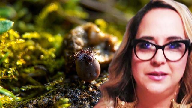 Αιμορραγικός πυρετός Κριμαίας Κογκό: Το ένοχο είδος τσιμπουριού - Τι να προσέχουμε