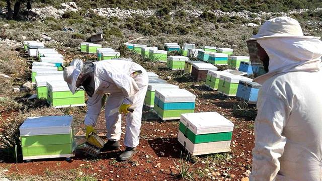 Η InterMed στηρίζει τη μελισσοκομία στο Καστελόριζο - Platinum βραβείο Olymp Awards στο μέλι του νησιού