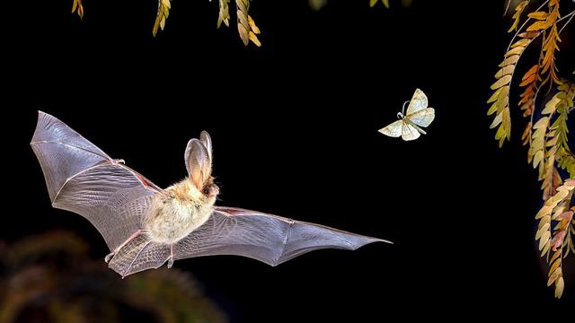 Αυστραλός πέθανε από εξαιρετικά σπάνια λοίμωξη μετά από δάγκωμα νυχτερίδας