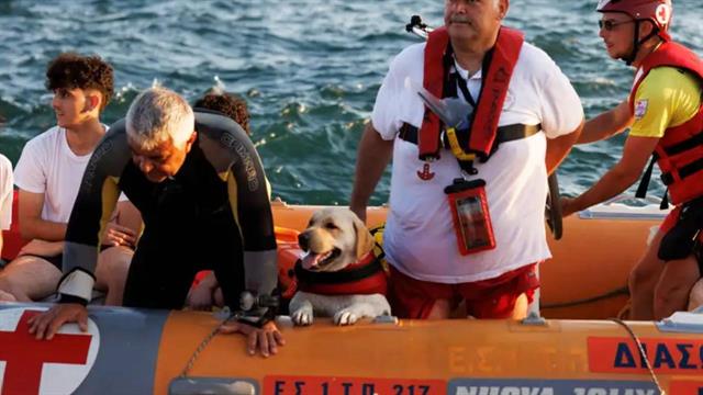 Ο ΕΕΣ εκπαιδεύει σκύλους-διασώστες για να επιχειρούν στο πλευρό των ναυαγοσωστών