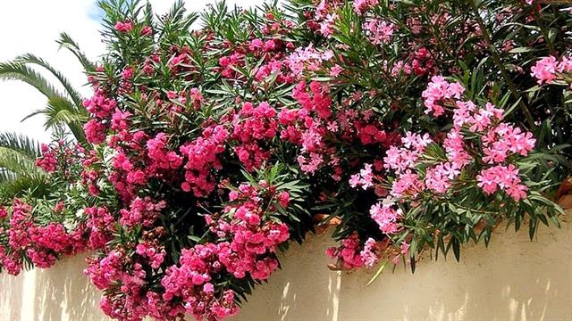 Πικροδάφνη σε σχολικές αυλές: Καμπανάκι κινδύνου από τον Ιατρικό Σύλλογο Λάρισας