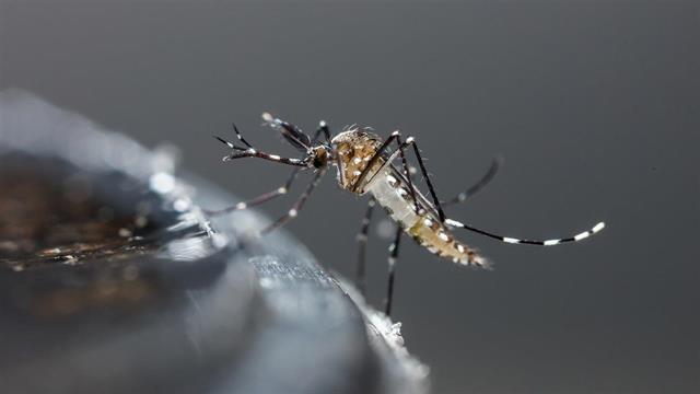 Ανησυχεί ο ΠΟΥ για εξάπλωση του ιού chikungunya