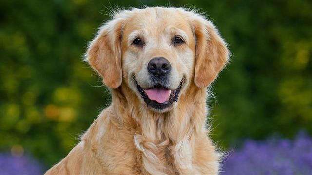 Mπορούν οι σκύλοι να εντοπίσουν τη νόσο του Πάρκινσον;