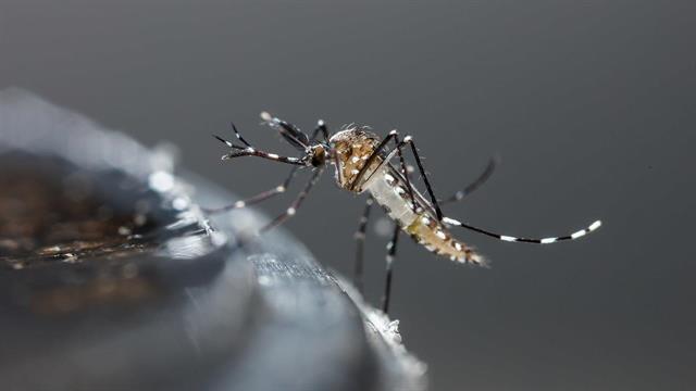 ΕΟΔΥ: 9 κρούσματα λοίμωξης από ιό του Δυτικού Νείλου