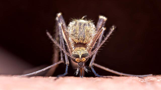 ECDC: 65 κρούσματα ιού τσικουνγκούνια σε Γαλλία και Ιταλία