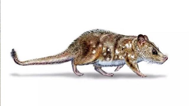 Χιλή: Ανακαλύφθηκε απολίθωμα θηλαστικού μεγέθους ποντικιού, ηλικίας 74 εκατομμυρίων ετών