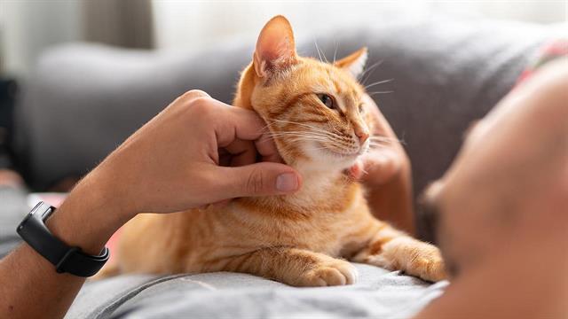 Γάτες με άνοια εμφανίζουν αλλαγές στον εγκέφαλο παρόμοιες με αυτές των ανθρώπων