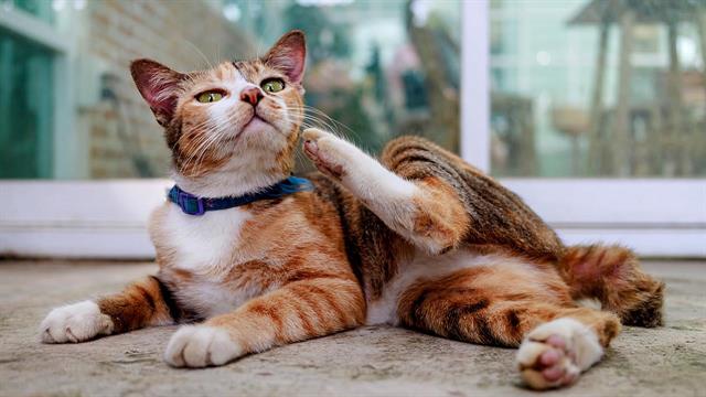 Προειδοποίηση για περιβαλλοντικές βλάβες από προϊόντα κατά των παρασίτων για κατοικίδια ζώα