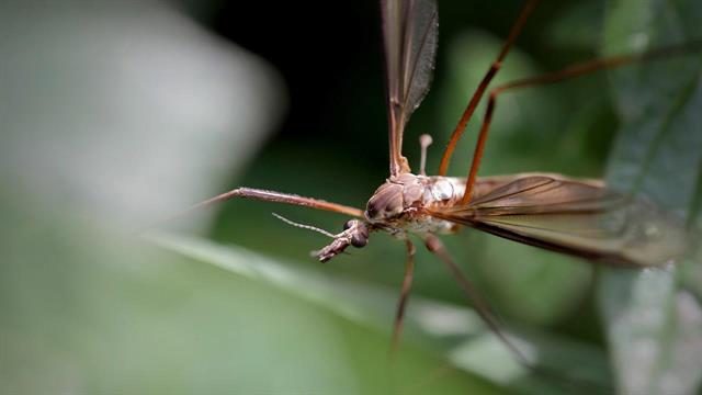 ΕΟΔΥ:  9 νέα κρούσματα λοίμωξης από τον  ιό του Δυτικού Νείλου