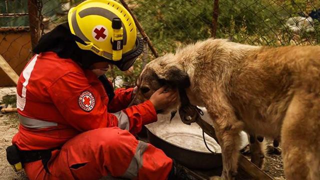 Παγκόσμια Ημέρα Σκύλου: Ενημερωτική δράση στη Θεσσαλονίκη από τον ΕΕΣ