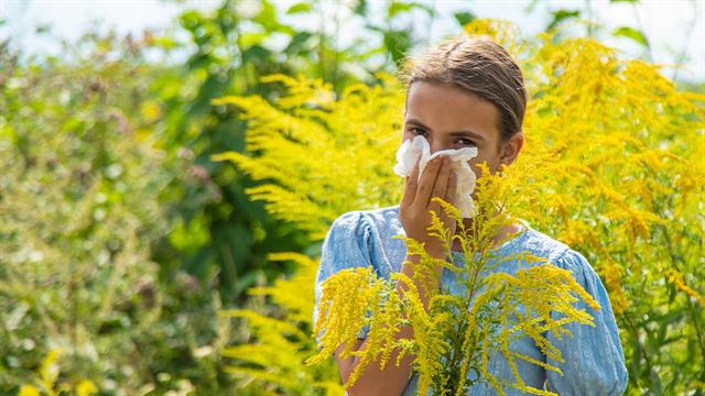 Αλλεργίες: Η εποχή της αμβροσίας έχει αρχίσει στην Γερμανία πλήττοντας τους αλλεργικούς