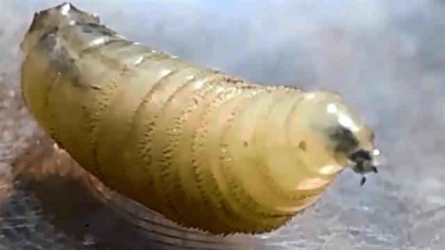 ΗΠΑ: Το πρώτο κρούσμα σε άνθρωπο σκουληκιού από αλογόμυγα που σχετίζεται με ταξίδια